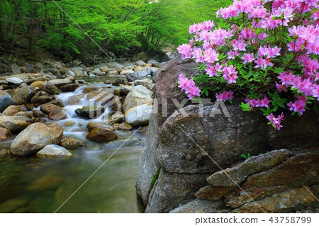 杜鵑花,花,春天,danggung谷,Namwon,落葉灌木 杜鵑花,花,春天,danggung谷,Namwon,落葉灌木 43758799