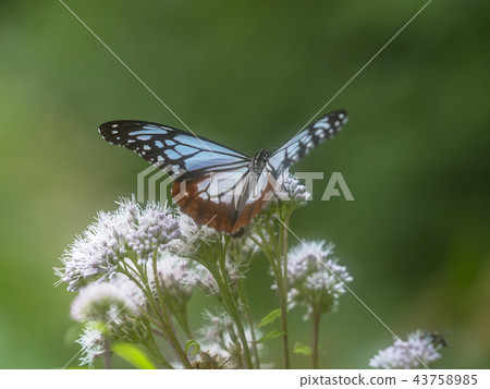 Asagi Madara從Fuji Bakama吮吸花蜜 43758985