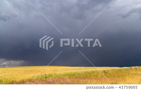 storm storm in the wheat field storm storm in the wheat field 43759005