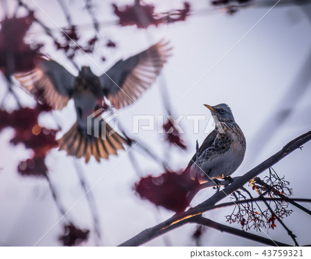 Fieldfare feed on rowan Fieldfare feed on rowan 43759321