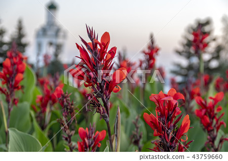 Field of red flowers 43759660