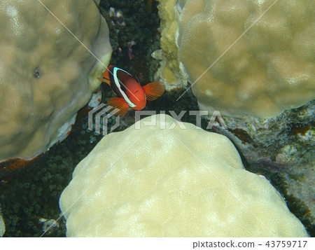 帕勞PALAU小丑魚海 帕勞PALAU小丑魚海 43759717