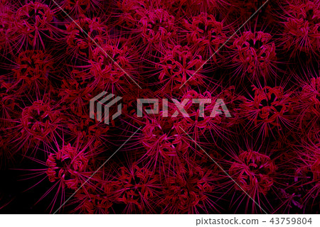 群集孤挺花 43759804