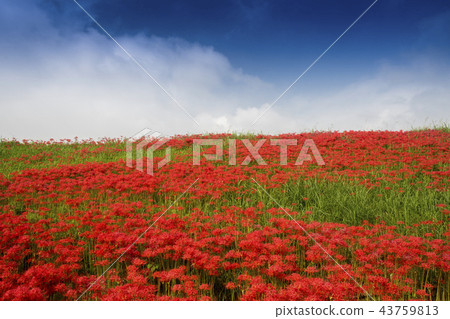 Cluster of cluster amaryllis Cluster of cluster amaryllis 43759813