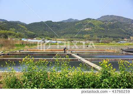 鹽，鹽，鹽，鹽，圖像，按扣，鹽 43760259