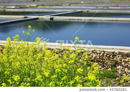 鹽，鹽，鹽，鹽，圖像，按扣，鹽 43760261