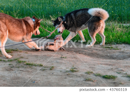 Husky dogs catch a Siamese cat on a walk. Husky dogs catch a Siamese cat on a walk. 43760319