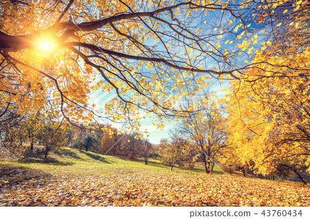 Sunny autumn in countryside Sunny autumn in countryside 43760434