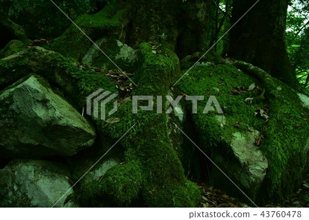 Sandankyo Forest Hiroshima Prefecture Sandankyo Forest Hiroshima Prefecture 43760478