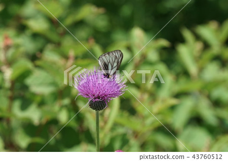 Miyama white slice sucking thistle's nectar 43760512