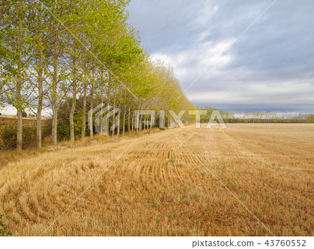 After harvest - Calzada Romana 43760552