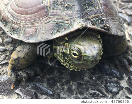 一隻烏龜 43760896