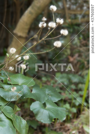 Tsubaki的絨毛 43760897