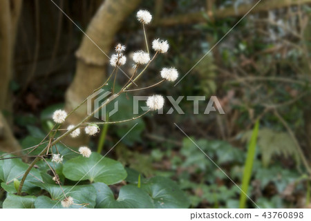 暮色刷子的種子 43760898