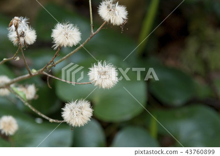 Tsubaki的絨毛 43760899