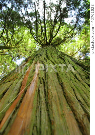 Tree to look up Tree to look up 43761028