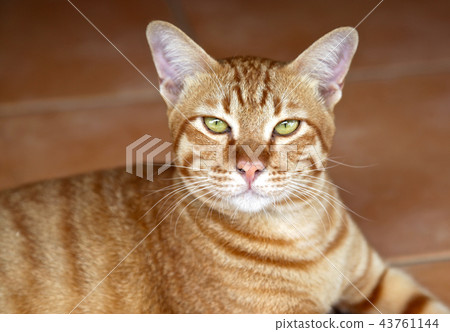 Red Cat Oriental breeds Red Cat Oriental breeds 43761144