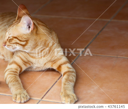 Red Cat Oriental breeds Red Cat Oriental breeds 43761145