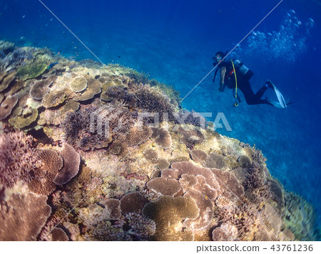Okinawa diving diver image material Okinawa diving diver image material 43761236