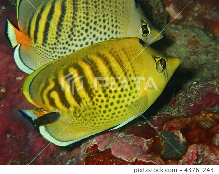 被稱為Wonoe的蠕蟲吃的鱘魚蝴蝶魚 被稱為Wonoe的蠕蟲吃的鱘魚蝴蝶魚 43761243