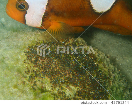 Anemonefish保護雞蛋 Anemonefish保護雞蛋 43761244