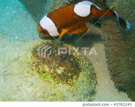 Anemonefish保護雞蛋 Anemonefish保護雞蛋 43761245