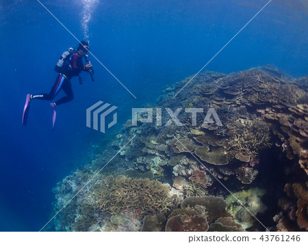 沖繩潛水潛水員圖像素材 沖繩潛水潛水員圖像素材 43761246