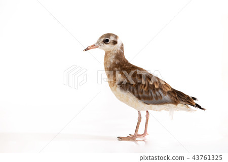 Adorable lake seagull isolated on white background Adorable lake seagull isolated on white background 43761325