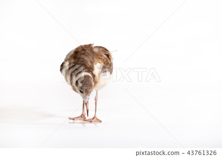 Adorable lake seagull isolated on white background 43761326