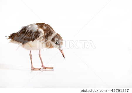 Adorable lake seagull isolated on white background 43761327
