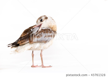 Adorable lake seagull isolated on white background Adorable lake seagull isolated on white background 43761328