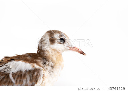 Adorable lake seagull isolated on white background Adorable lake seagull isolated on white background 43761329
