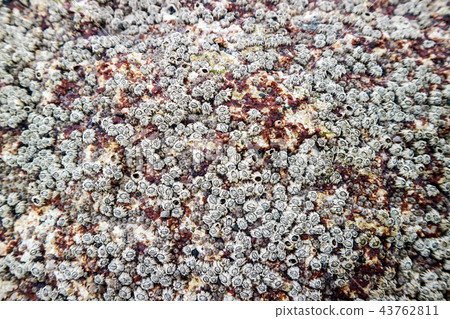 barnacle a marine crustacean with an shell itself 43762811