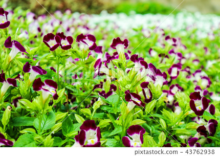 Torenia fournieri purple flower yellow pollen Torenia fournieri purple flower yellow pollen 43762938