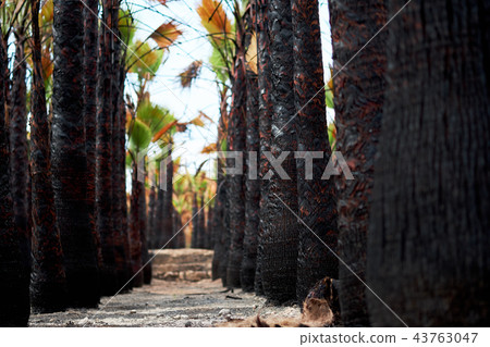 Palm trees Palm trees 43763047