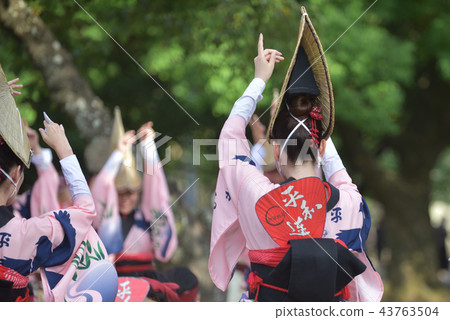 正宗的德島阿波大通女子舞蹈 正宗的德島阿波大通女子舞蹈 43763504