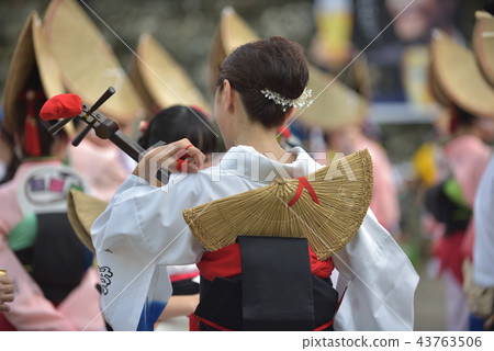 Rear view of the hometown Tokushima Awa Ode shamisen player Rear view of the hometown Tokushima Awa Ode shamisen player 43763506