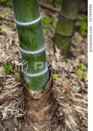 bamboo 43764466