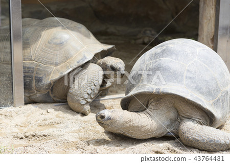 Desert turtle Desert turtle 43764481