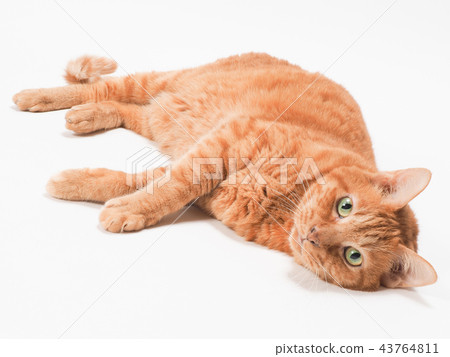 Tea tiger cat lying down Tea tiger cat lying down 43764811