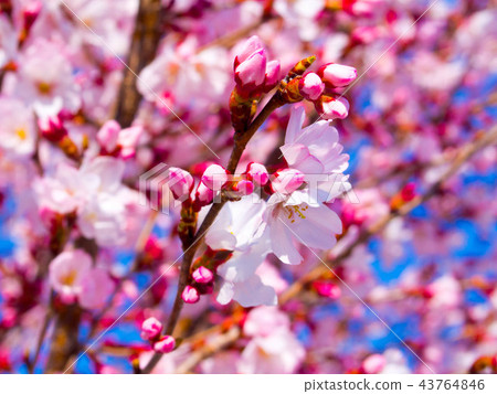 Higanzakura 43764846