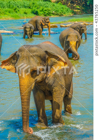 野生大象的圖像（Pinnawala，斯里蘭卡） 43765250