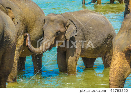 Images of wild elephants (Pinnawala, Sri Lanka) Images of wild elephants (Pinnawala, Sri Lanka) 43765260