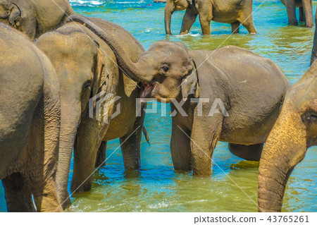 Images of wild elephants (Pinnawala, Sri Lanka) 43765261
