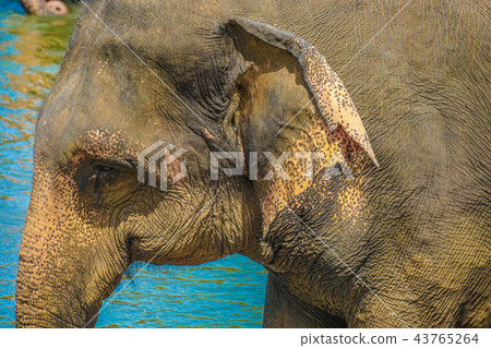 Images of wild elephants (Pinnawala, Sri Lanka) Images of wild elephants (Pinnawala, Sri Lanka) 43765264