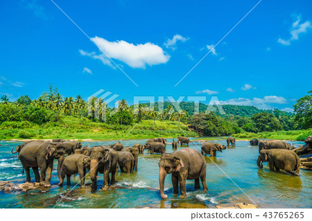 Images of wild elephants (Pinnawala, Sri Lanka) Images of wild elephants (Pinnawala, Sri Lanka) 43765265