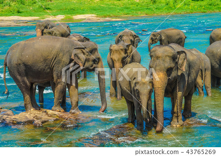 Images of wild elephants (Pinnawala, Sri Lanka) 43765269