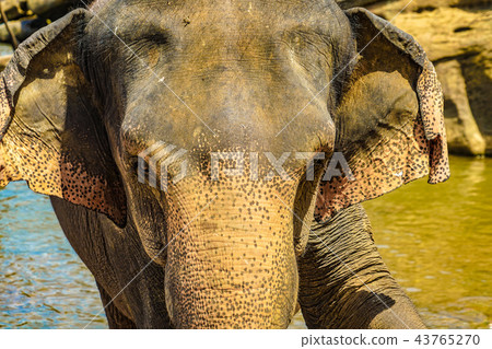 Images of wild elephants (Pinnawala, Sri Lanka) 43765270