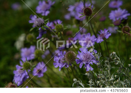 Southern Alps Takane Matsumu Southern Alps Takane Matsumu 43765603