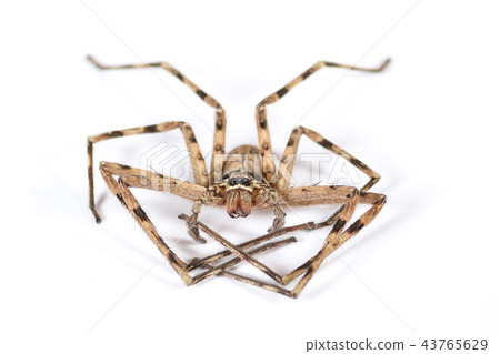 Dead Brown Spider 43765629